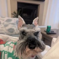 US Animal Plant Health Inspctn ico