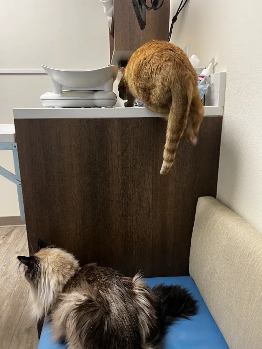 Albuquerque Cat Clinic Picture 1