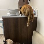 Albuquerque Cat Clinic