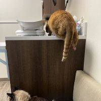 Albuquerque Cat Clinic ico
