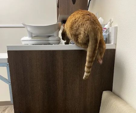 Albuquerque Cat Clinic