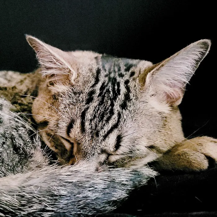 Albuquerque Cat Clinic Picture 6