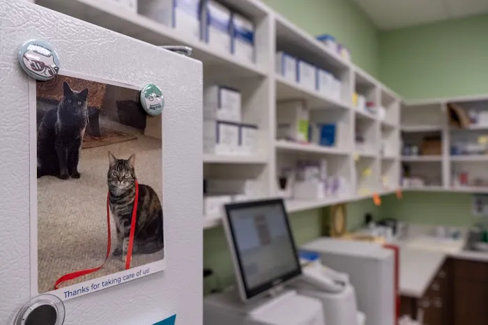 Albuquerque Cat Clinic Picture 9