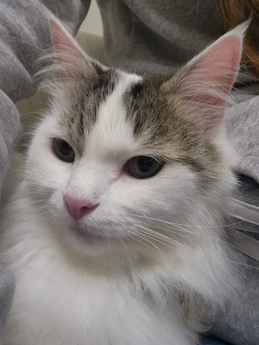 Albuquerque Cat Clinic Picture 10