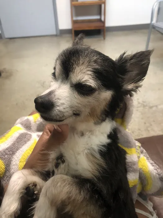 Metro Paws Animal Hospital - Oak Cliff Picture 2