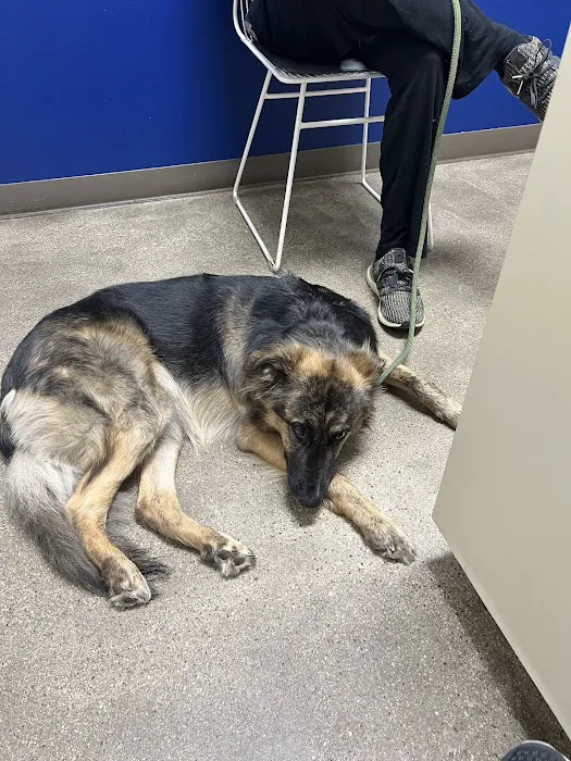 Metro Paws Animal Hospital - Oak Cliff Picture 1