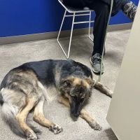 Metro Paws Animal Hospital - Oak Cliff ico