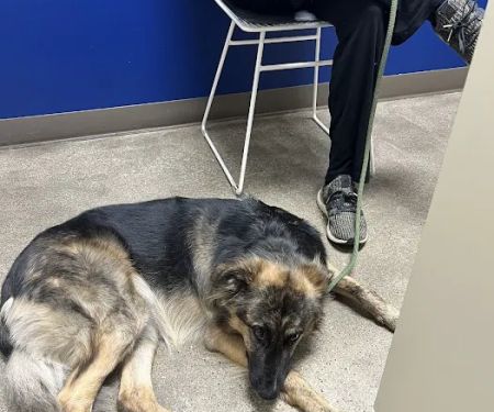 Metro Paws Animal Hospital - Oak Cliff