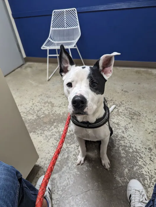 Metro Paws Animal Hospital - Oak Cliff Picture 5