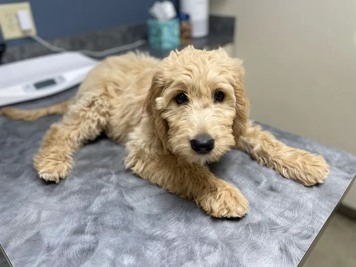 Metro Paws Animal Hospital - Oak Cliff Picture 4