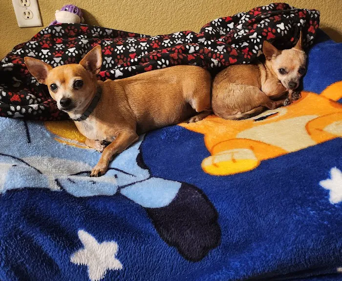 Metro Paws Animal Hospital - Oak Cliff Picture 8
