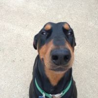 VCA Katy Trail Animal Hospital ico