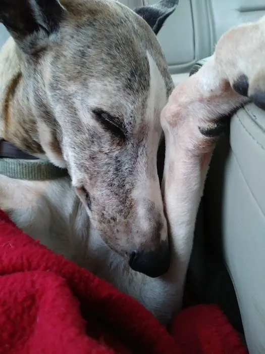 VCA Katy Trail Animal Hospital Picture 8