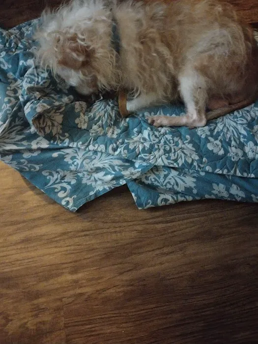 Metro Paws Animal Hospital - Skillman Picture 3