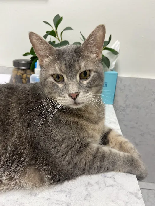 Metro Paws Animal Hospital - Skillman Picture 1