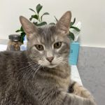Metro Paws Animal Hospital - Skillman