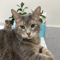 Metro Paws Animal Hospital - Skillman ico