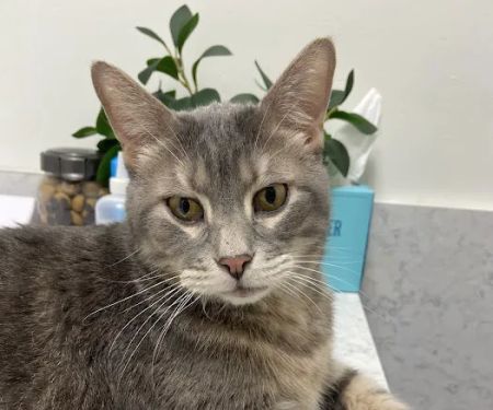 Metro Paws Animal Hospital - Skillman