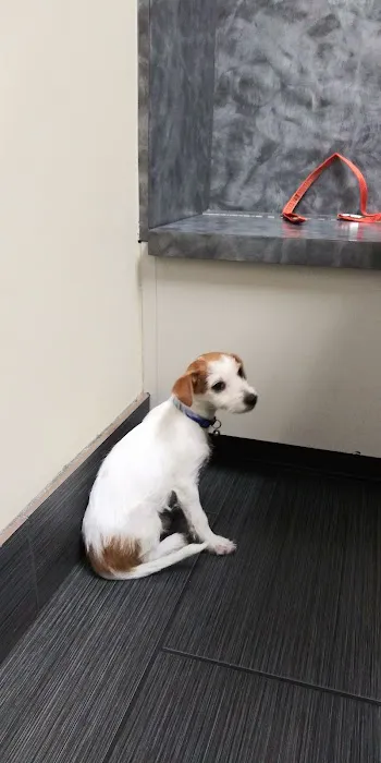 Metro Paws Animal Hospital - Skillman Picture 5