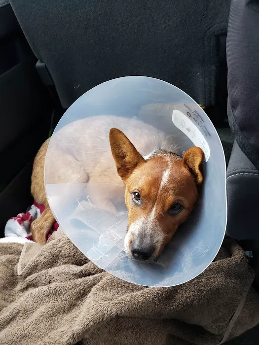 Metro Paws Animal Hospital - Skillman Picture 4