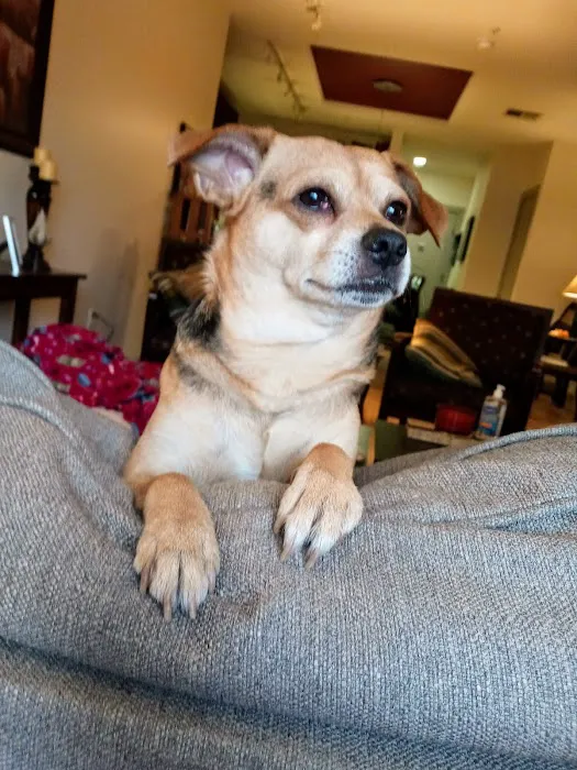 Metro Paws Animal Hospital - Skillman Picture 10