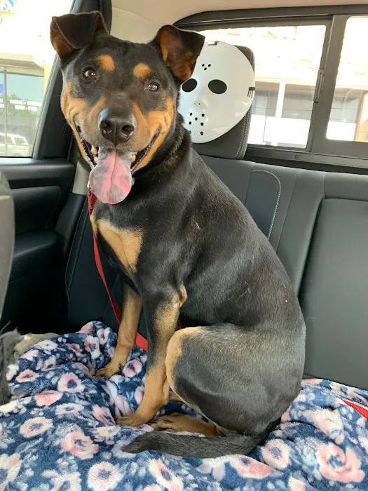 Metro Paws Animal Hospital - Skillman Picture 7