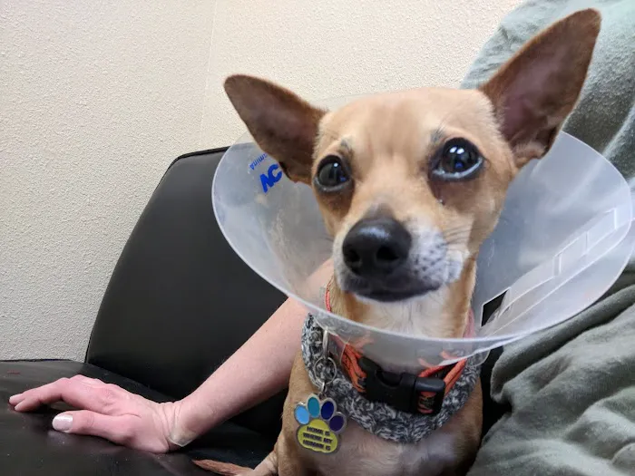 VCA Lakewood Animal Hospital Picture 7