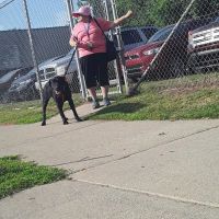 Michigan Anti Cruelty Vet Clinic ico