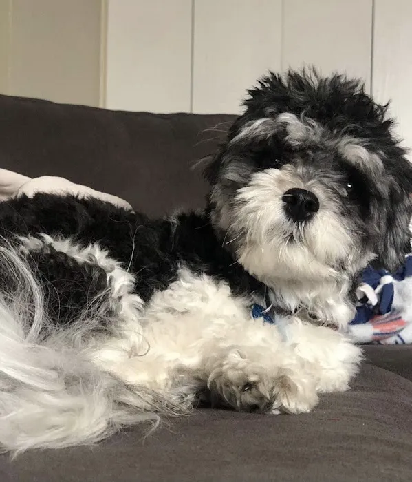 Hurley Dog and Cat Hospital Picture 1