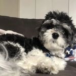 Hurley Dog and Cat Hospital