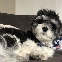 Hurley Dog and Cat Hospital ico