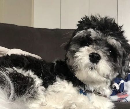 Hurley Dog and Cat Hospital