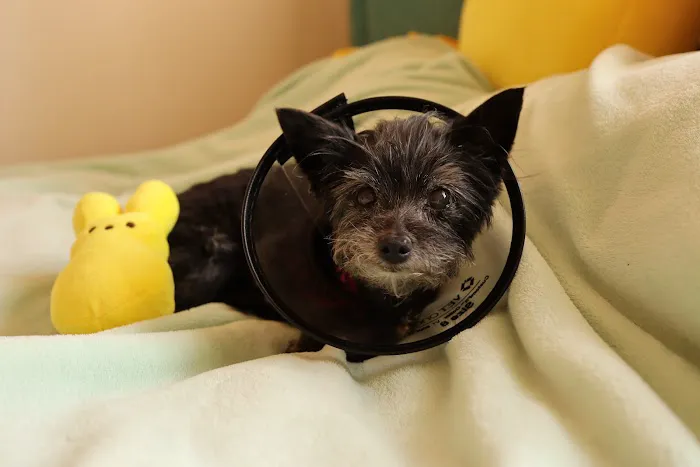 Hurley Dog and Cat Hospital Picture 9