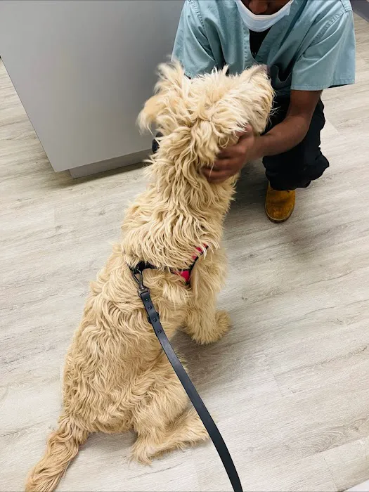 Hurley Dog and Cat Hospital Picture 7