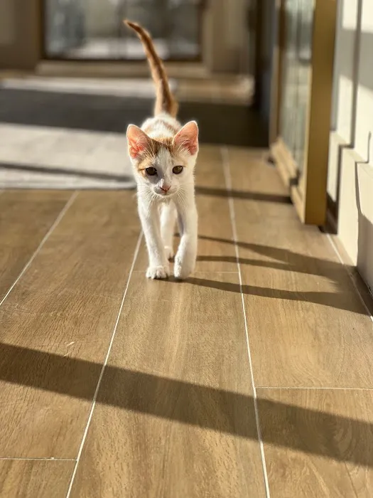 Lonestar Feline Health Center Picture 1