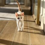 Lonestar Feline Health Center