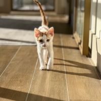 Lonestar Feline Health Center ico