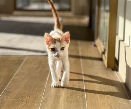 Lonestar Feline Health Center