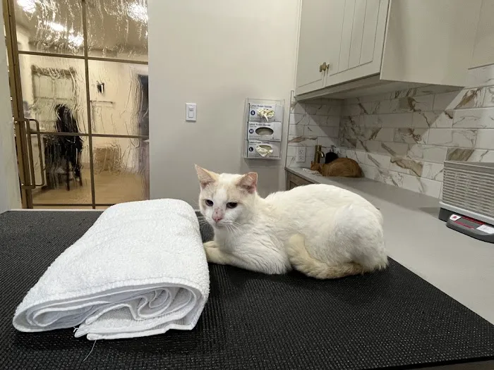 Lonestar Feline Health Center Picture 4