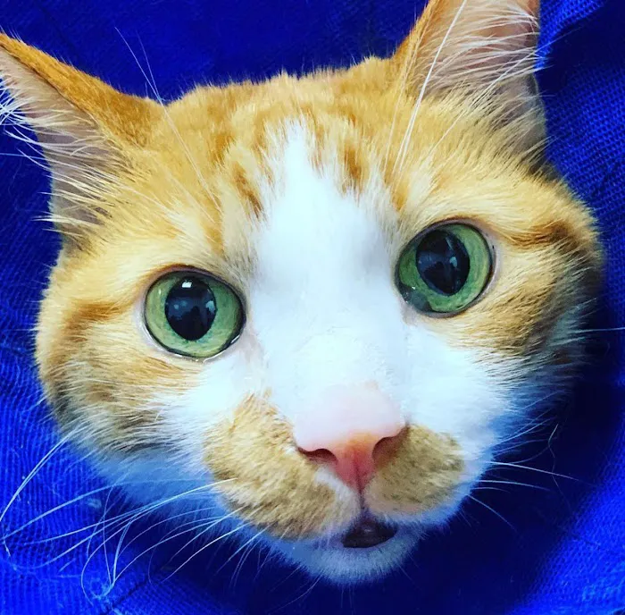 Lonestar Feline Health Center Picture 5
