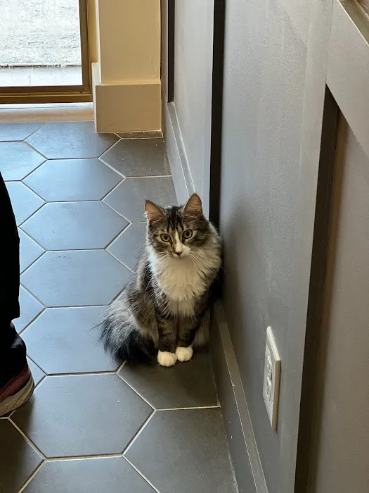 Lonestar Feline Health Center Picture 3