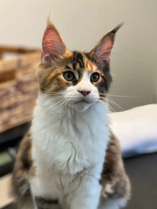 Lonestar Feline Health Center Picture 8