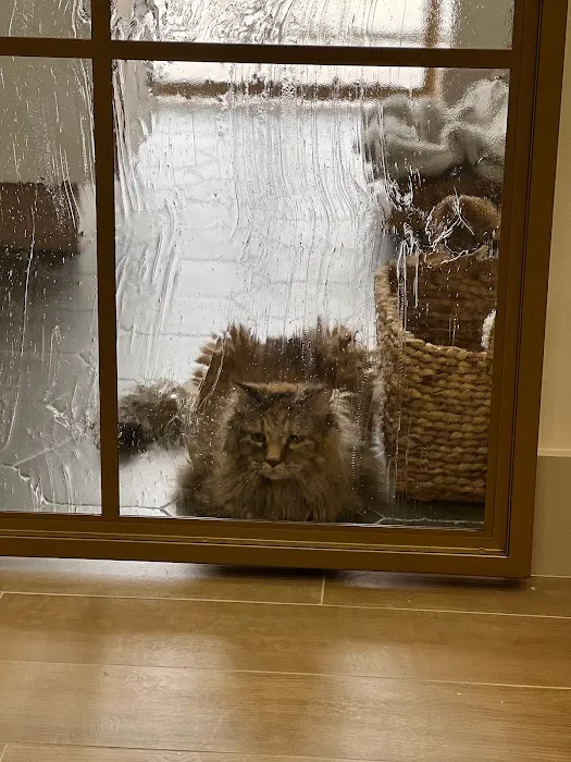 Lonestar Feline Health Center Picture 7
