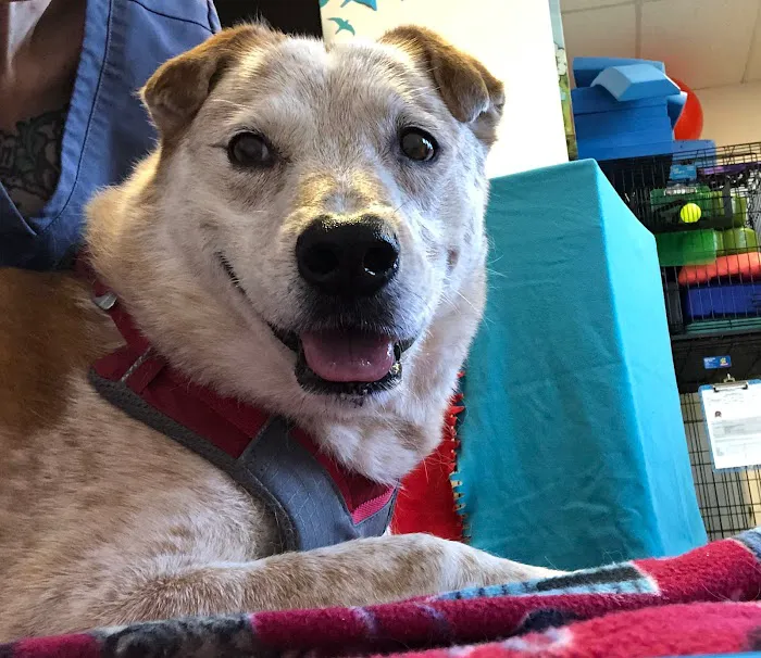 HEAL Vet Picture 4