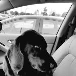 Grosse Pointe Animal Clinic