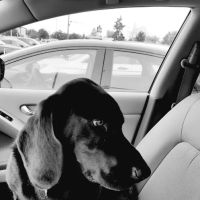 Grosse Pointe Animal Clinic ico