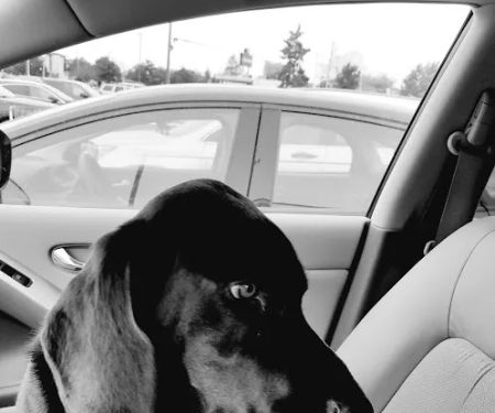 Grosse Pointe Animal Clinic