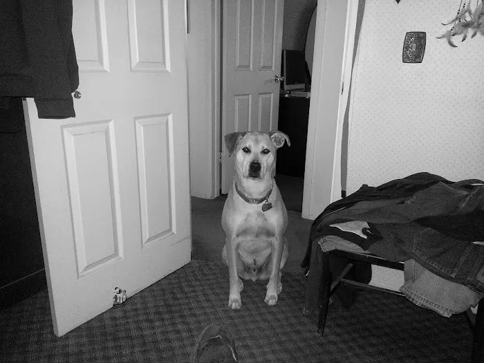 Grosse Pointe Animal Clinic Picture 2