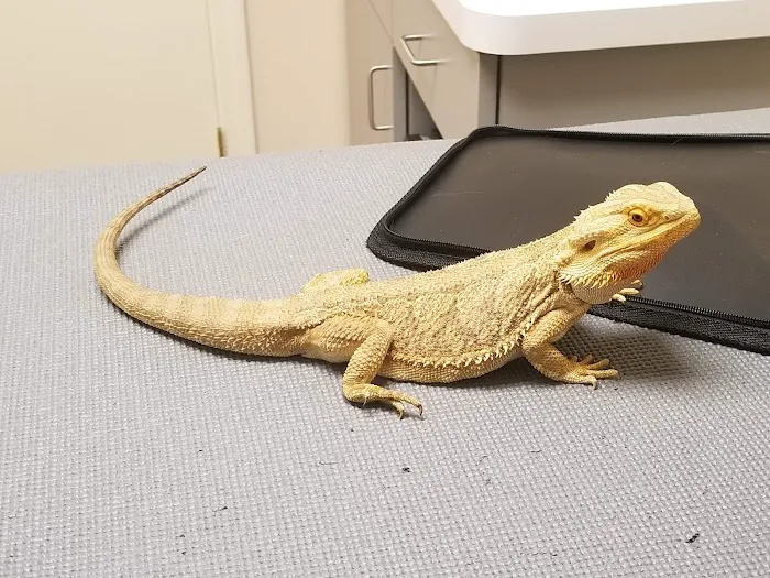 Platz Animal Hospital Picture 2
