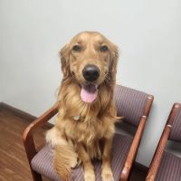 Platz Animal Hospital ico
